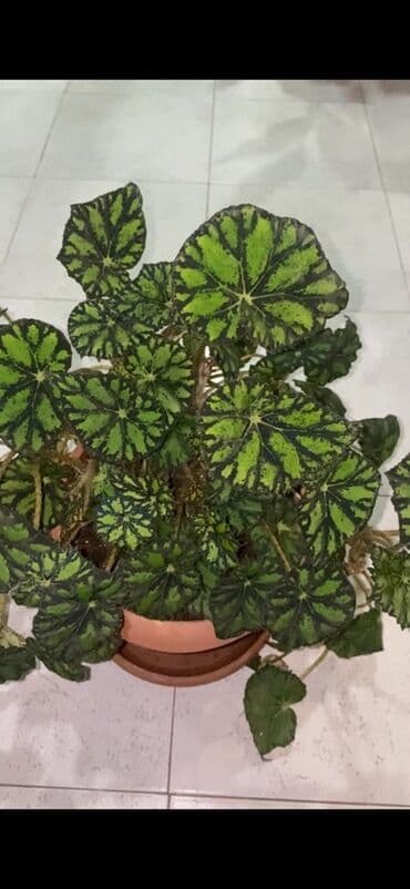 Bu begoniya bitkisi iri, yaşıl və qara naxışlı yarpaqları ilə