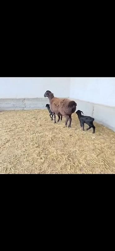 qusarda inek satilir: Qoyun və 2 quzu – ana ilə birlikdə - Cins: ehtimalən yerli — 7