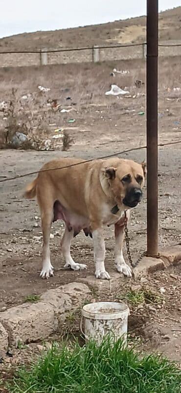 alabay itleri haqqinda melumat: Qurdbasar, 3 il, Dişi, Peyvəndli, Ödənişli çatdırılma — 5