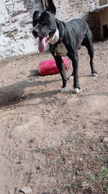 baskervillerin iti: Pitbul, 2 il, Erkek, Cütləşmə üçün — 3