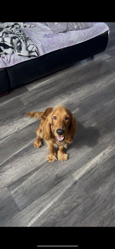 böyümüyen itler: Koker spaniyel, 1 il — 2