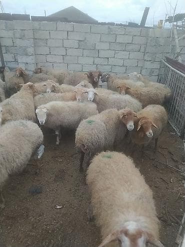 kreditle heyvan satisi: Qoyun sürüsü – ətlik və damazlıq üçün - Növ: yerli-qarışıq cinsli — 6