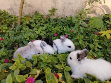 dovşan satişi: 23 gunluk Karlik balalar. Sekilde analarida duwub. Temiz saqlam ev — 3