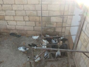 toyuq su qabı: Temiz kend colpalari 2 ayliq tam saglam topdan satis — 5