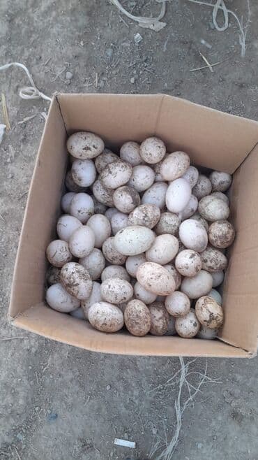 Süd məhsulları və yumurtalar: Şəkildəki heyvanların yumurtaları satılır yaşılbaş kayuqa Pekin — 4