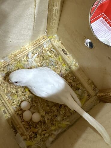 taxta qəfəs: Quşlar üçün nəzərdə tutulmuş qırmızı rəngli qəfəs. Qəfəsin içərisində — 9