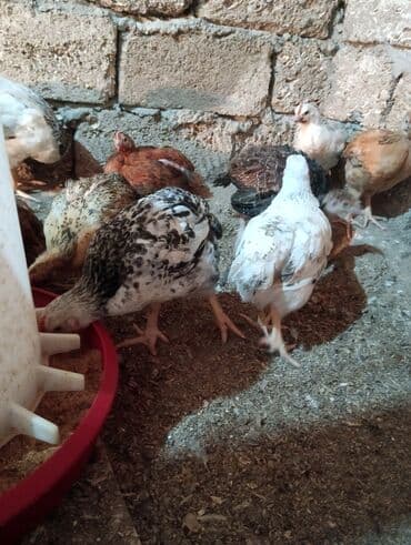 brama xoruzları: Salam tam sağlam 45 günlük cücələr satılır çəkiləri 700qramdan — 3