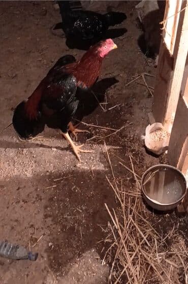 etibarlı ellere verilir: Salam aleykum herkese heyratı colpası satlır dqş pıpık colpadı 9 — 1