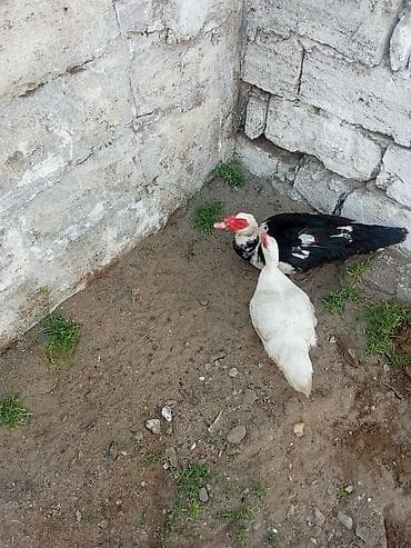 ağdaş yemi: Bir cut lal ordey satlir cavandi yumurtalyir cut 50 sondu - Növ — 3