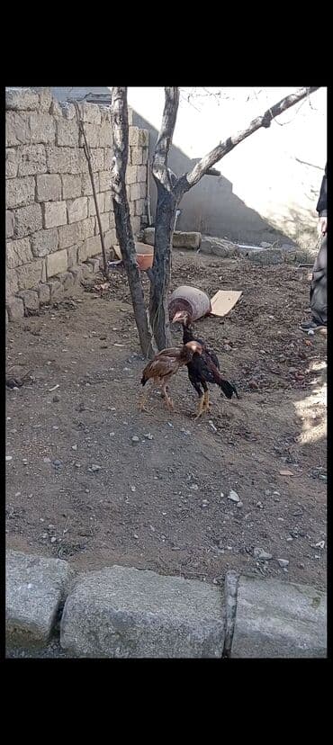 Toyuq cücələri, Damazlıq, Pulsuz çatdırılma