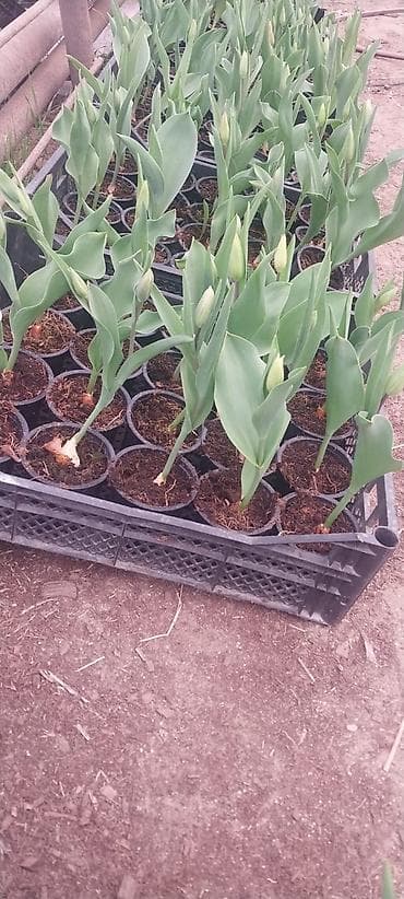 qir: Tulpan (lalə) saksı əkini – müxtəlif rənglər - Növlər: klassik lalə — 3