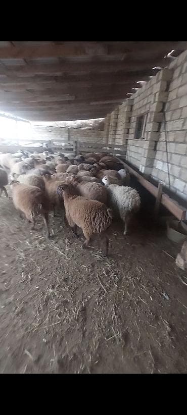 cuce satisi 2019: Hər çəkidə qurbanlıq quzularmız çıxdı satşa isdeyenler önceden sfariş — 2