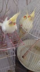 Информатика: Korellalar satılır. 3 dənədi 1 - i əl quşudu. Qəfəs qarışıqda — 3