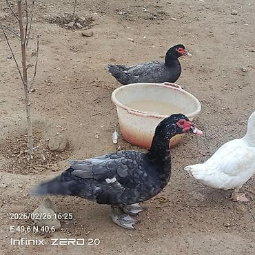 Gəmiricilər: Salam macar ördəklər bir erkəy iki dişi duşilər çox güman ki — 2