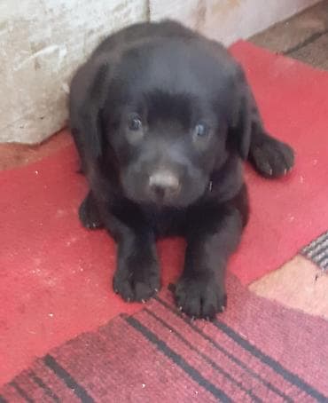 it alanlar: Labrador-retriver, 1 ay, Dişi, Peyvəndli — 2