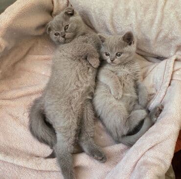 pişik latoku: Şotland yastı qulaq, Erkək, Dişi, Ödənişli çatdırılma, Ünvandan götürmə — 15