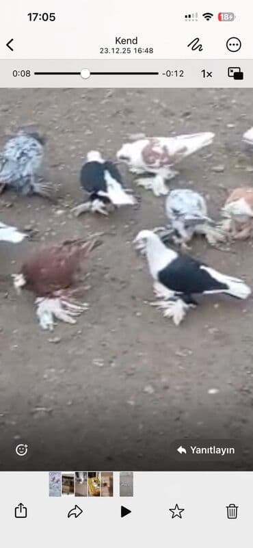 Göyərçinlər: Məhsul: Qab-qara və qırmızı-ağ rənglərdə ev göyərçinləri Təsvir: - — 6