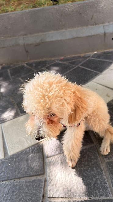 mini pudel: Pudel, 5 ay, Dişi, Peyvəndli, Pulsuz çatdırılma — 2