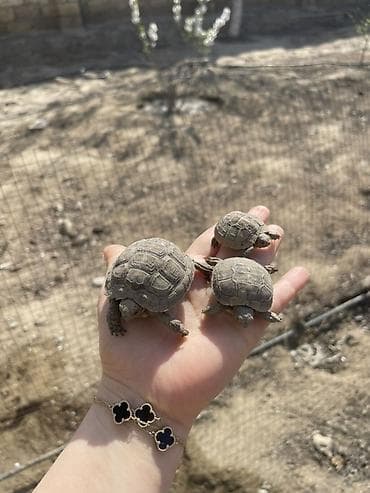 Akvariumlar: Quruda yaşayan balaca tısbağalar - Növ: Kiçik ölçülü quru tısbağaları — 2