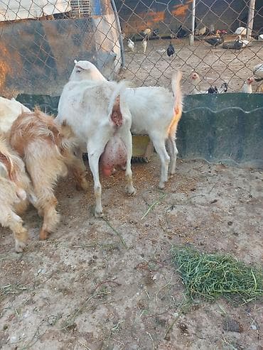 bars bit dermani: Südlük keçi sürüsü - Təyinat: süd istehsalı və damazlıq - Tərkib: bir — 1