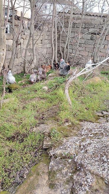 kənd cucesi: Toyuq, Brama, Damazlıq, Ödənişli çatdırılma — 8