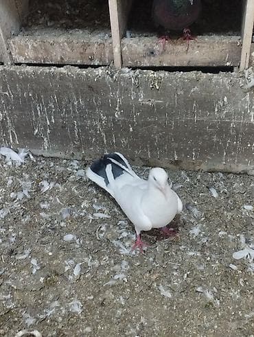 dorper qoyunu satilir: 4ed orta goy qurquq 1ed goy boyun. Goy quyruqlarin icinde cut olani — 9