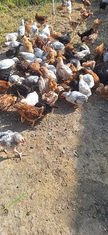 qaz cücesi: Toyuq cücələri, Damazlıq — 1