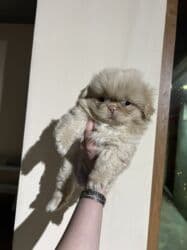 ıt satısı: Pekines — 2