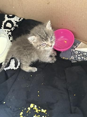 объявления кошки: Kiçik bir pişik balası tapdım… blokda ilişib qalmışdı və yazıq-yazıq — 6