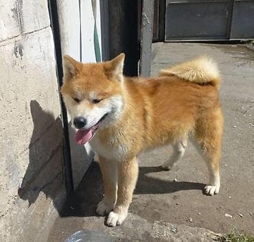 pidbul iti: Akita-inu, 4 ay, Erkek, Ünvandan götürmə — 1
