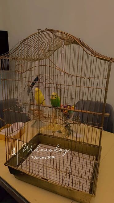 tovuz qusu: Təcili satılır 2eded quş qəfəs su qabı den qablari böyük qəfəs qiyməti — 2