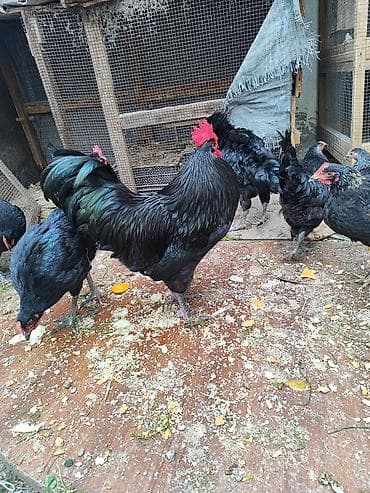 toyuq evi: SALAM.Avstorolop cuceleri satılır 3 ayligdilar .0558095657whatsappi — 5