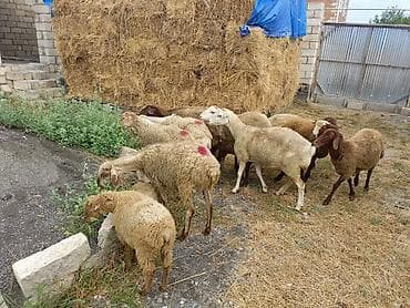 heyvan ve insan seksi: 1 rinci qarına qoyunlar satılır 12 başdı obşi 1 erkek toglu 2 ədədi — 4