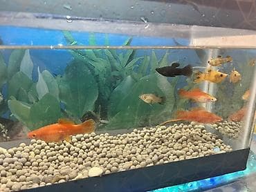 oskar balığı: Sülhsevər — 4