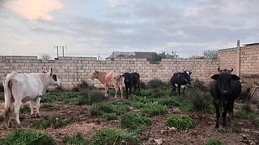 Iri damazliq mallardir toplu sekilde satilir bogaz da var bu gun