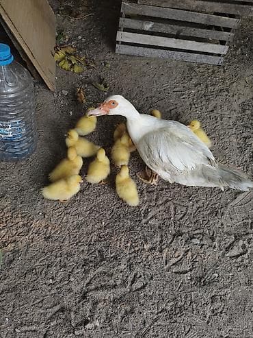 Kənd təsərrüfatı quşları: Dişi, | Lal ördək, Damazlıq, Ünvandan götürmə — 2
