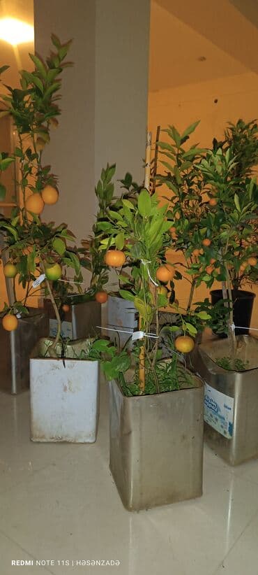 mixek gulunun diger adi nedir: Hər cür ağacların satışı, əkilməsi, budanması, dərmanlanmasi, ərazinin — 8