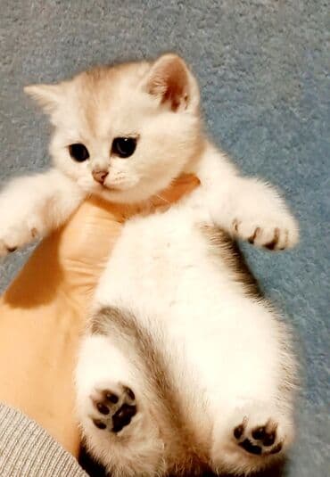 Şotland, Erkək, Dişi, Ünvandan götürmə