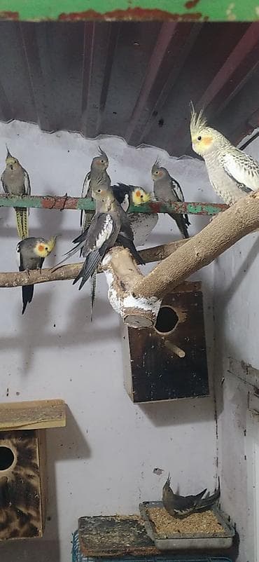 Птицы: Nimfa (Cockatiel) tutuquşuları – müxtəlif rənglərdə populyasiya - — 3