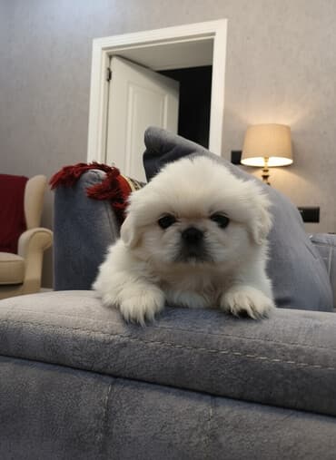 Pekines, Erkek, Peyvəndli, Ünvandan götürmə lalafo.az -da Pekines, Erkek, Peyvəndli, Ünvandan götürmə