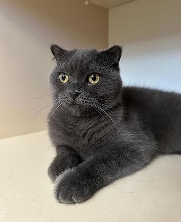 ev pişiyi: Britan, Erkək, Yaxşı əllərə, Ünvandan götürmə — 2