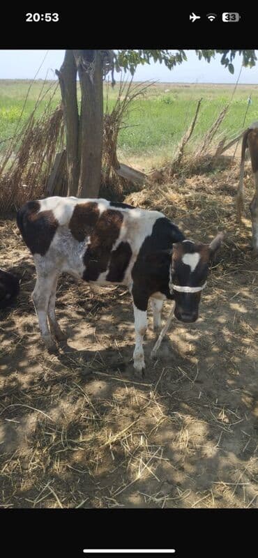 Toyuqlar: Satışda: ağ-qara ləkəli erkək dana Xüsusiyyətlər: - Cins: erkək - — 2