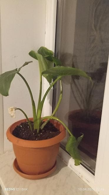 ud hindi bitkisi: Monstera (Monstera deliciosa) otaq bitkisi - Növ: Dekorativ tropik — 1