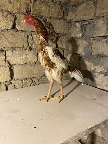 May beçesi 3 kq çekisi