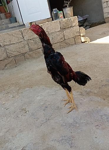 avcarka type 1: Salam. Güclü cinsi heyvan satiram. Meydanliqdir. Ətraflı məlumat üçün — 3