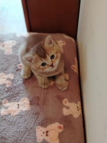 Şirin balaca pişik balaları - Cins: Şotland qıvrıqqulaq və düzqulaq