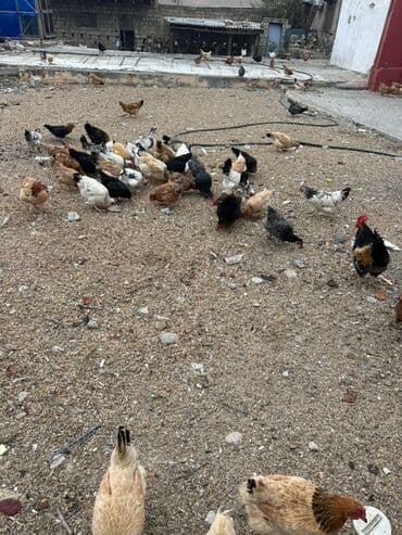 toyuq sortları: Toyuq, Yumurtalıq, Ödənişli çatdırılma — 1