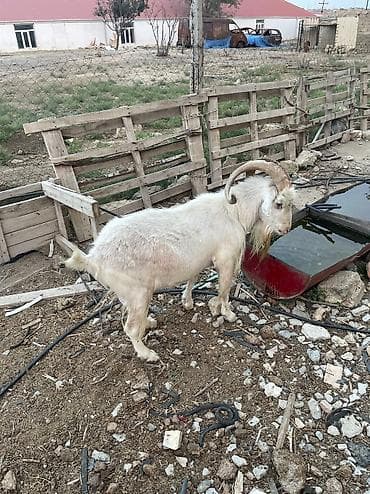 Keçilər, çəpişlər: Erkək, Zanen, il: 1, Damazlıq, Südlük, Ətlik, Ödənişli çatdırılma — 1