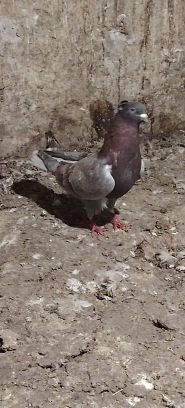 K/t heyvanları və malları: Qarabaw mayadi tutulmadi. Boynu gullu baladi 2 saata yaxin ucub 1 — 6