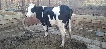 cins piwikler: Holşteyn Cinsidi 2 aylıq boğazdı simental maya vurulub ikinci qarına — 4